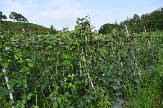 घोराहीमा फलेको बोडी
